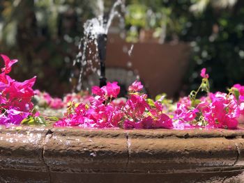 Close-up of pink flowering plants by potted plant