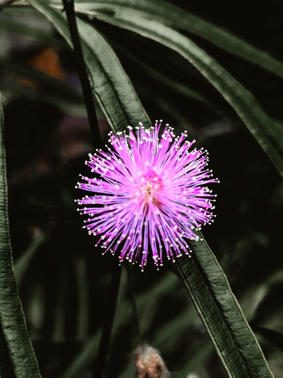 CLOSE-UP OF PURPLE FLOWER AGAINST BLURRED BACKGROUND