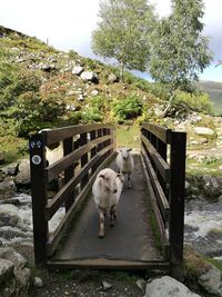 Dog standing on railing against trees