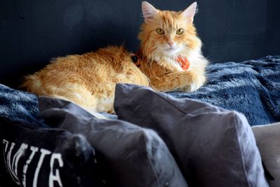 Cat sitting on sofa