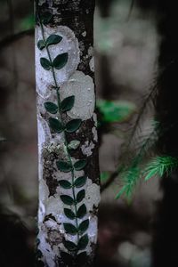 Close-up of tree trunk during winter