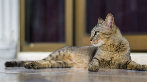 Close-up of cat lying on floor