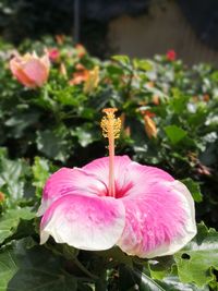 Close-up of pink flowering plant