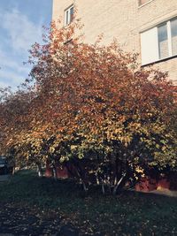 Tree by building against sky during autumn