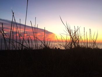 Silhouette of plants at sunset