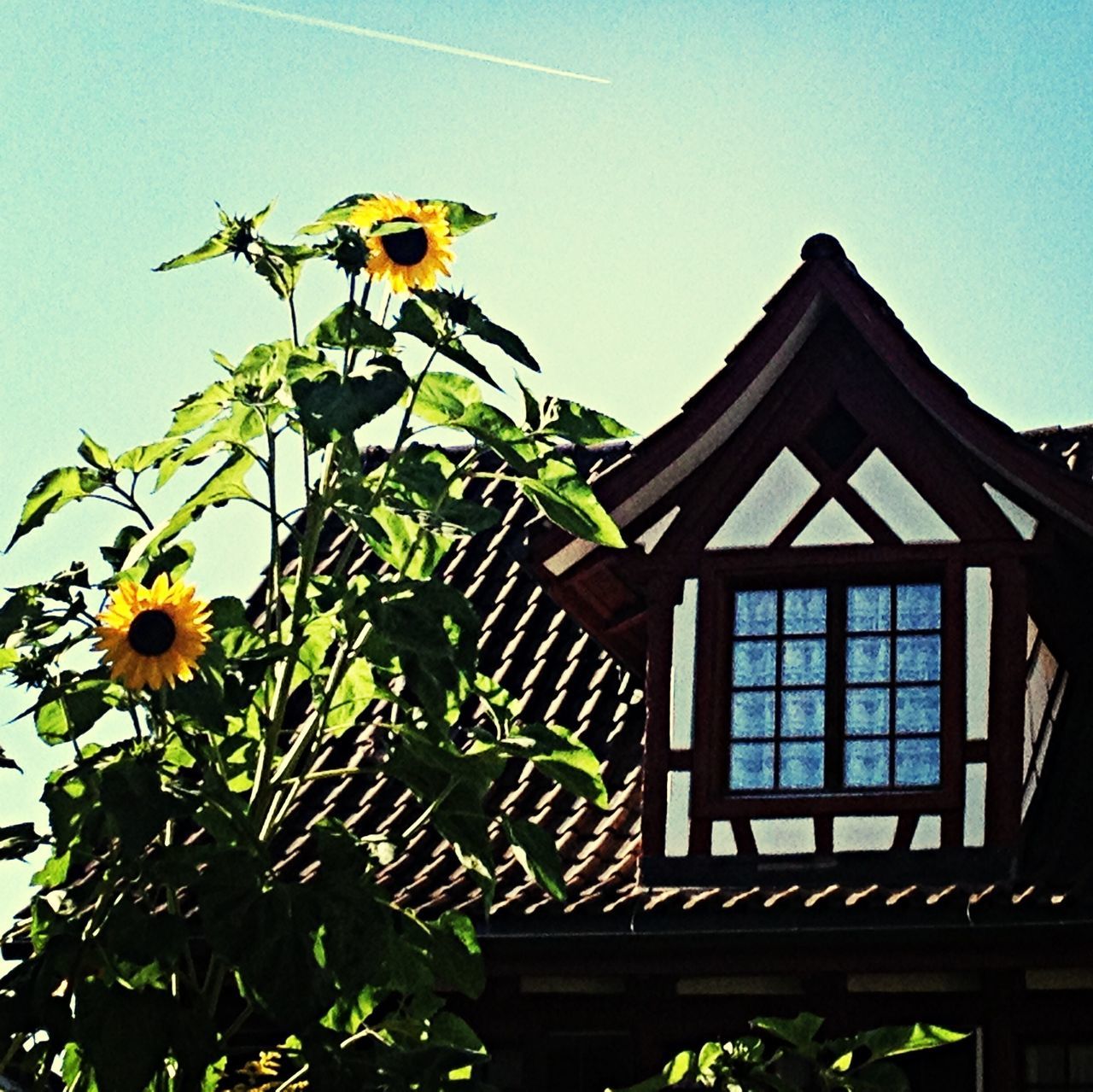 flower, architecture, built structure, building exterior, low angle view, plant, growth, clear sky, yellow, window, freshness, fragility, house, potted plant, leaf, sunlight, nature, day, no people, sky