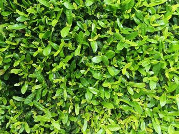 Full frame shot of plants growing on field