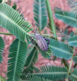 Close-up of insect on leaf