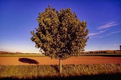 Tree on field against blue sky