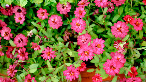 Close-up of pink flowers blooming outdoors