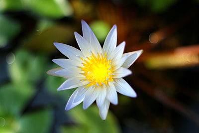 Close-up of white flower