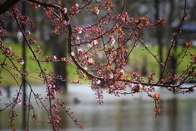 Close-up of tree