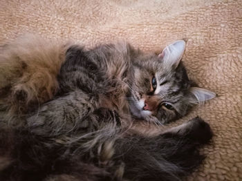 High angle view of cat sleeping