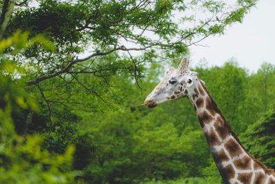 Close-up of giraffe standing on tree against sky