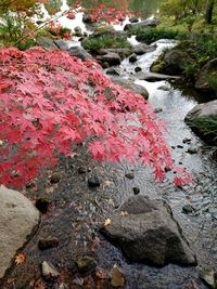 Close-up of red rock in water