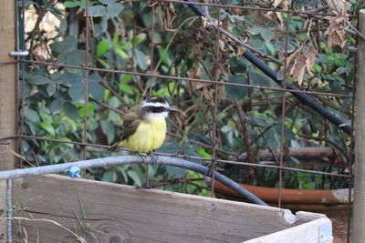 Bird perching on a fence