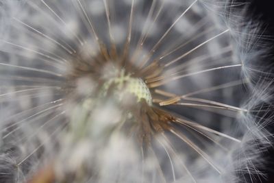 Close-up of flower against blurred background