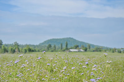 Scenic view of flowering plants on field against sky