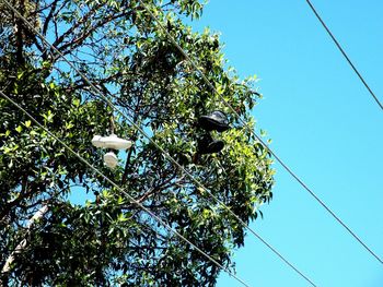 Low angle view of bird perching on tree against clear sky