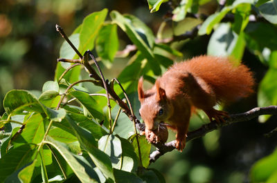 Squirrel on tree