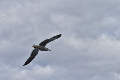 Low angle view of seagull flying against sky