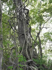 Low angle view of tree trunks in forest
