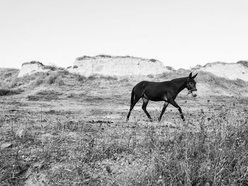 Horse standing in a field