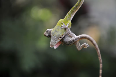 Close-up of snake hunting lizard