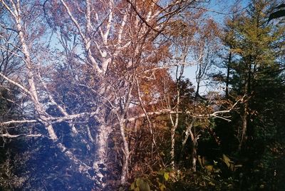 tree