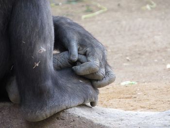 Close-up of a gorilla