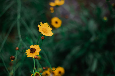 Close-up of yellow flowering plant