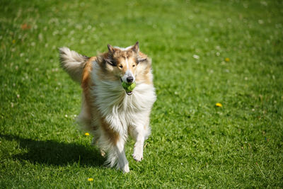 Portrait of dog running on grassy field