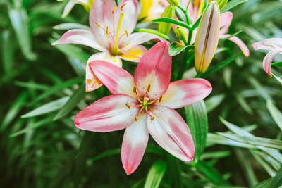 Close-up of pink flowering plant