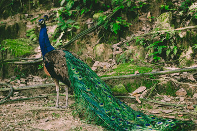 High angle view of peacock on land