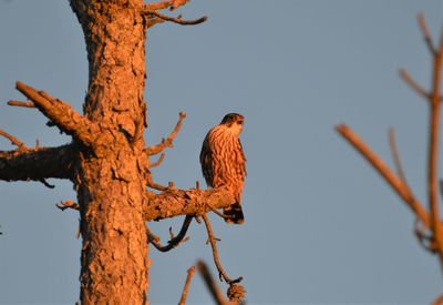 Low angle view of bird perching on branch against sky