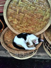 Cat sleeping on couch