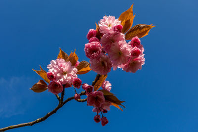 Low angle view of pink cherry blossoms against clear blue sky