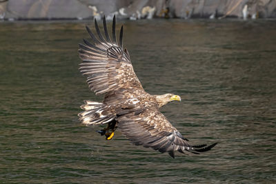 Sea eagle - lofoten 