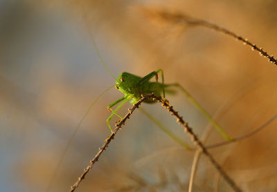 Close-up of insect