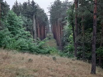 Trees growing in forest