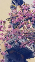 Low angle view of pink flowers