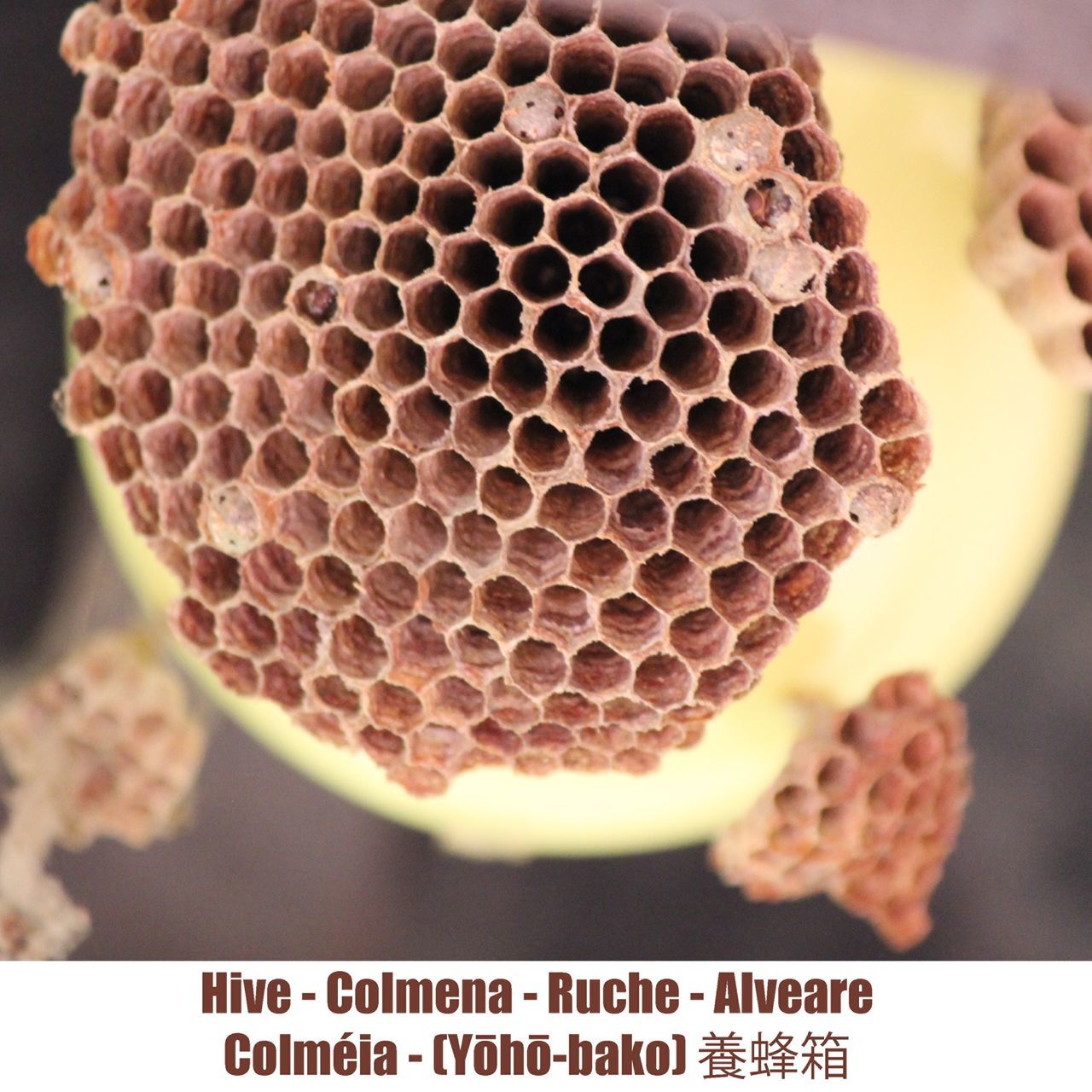 close-up, honeycomb, focus on foreground, hexagon, beehive, indoors, apiculture, bee, pattern, no people, natural pattern, animals in the wild, still life, animal wildlife, animal themes, day, table, animal, design, communication