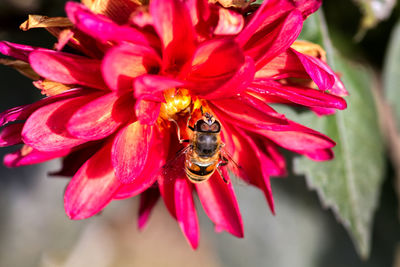 Close-up of hoverfly on red flower