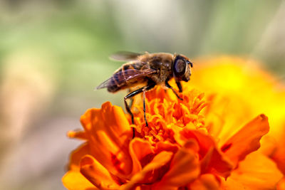 Close-up of honey bee pollinating on flower