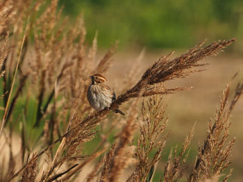 Bird perching on a plant