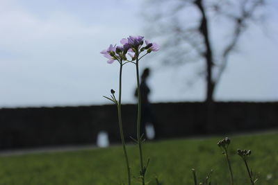 Close-up of flowers growing in field