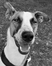 Close-up portrait of dog