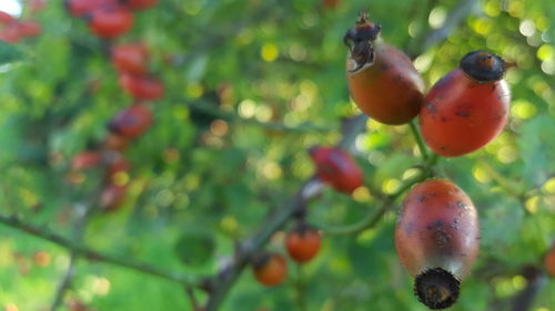 Close-up of fruits on tree