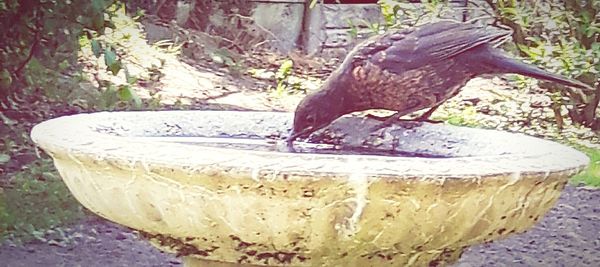 Close-up of bird in water