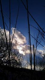 Low angle view of bare tree against blue sky